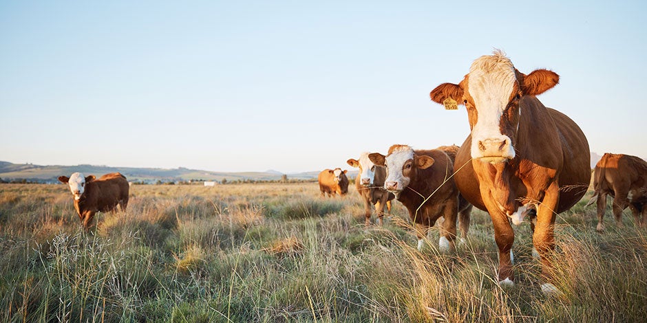 Five Insights Into the Ongoing Evolution of Cattle Agricultural ...