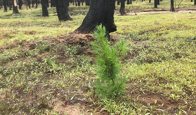 Tree planted in Oregon forest