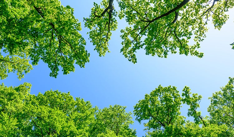 Photo of the top of trees looking upwards towards the sky.