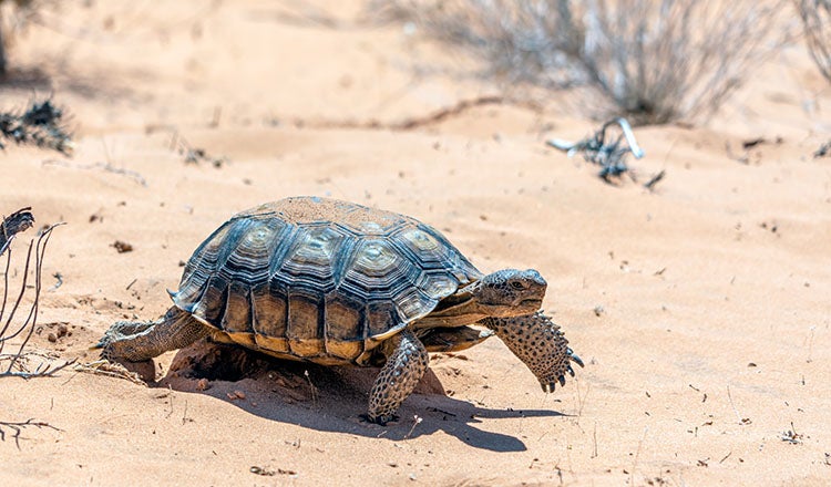 Desert tortoise walking across sand in Nevada desert